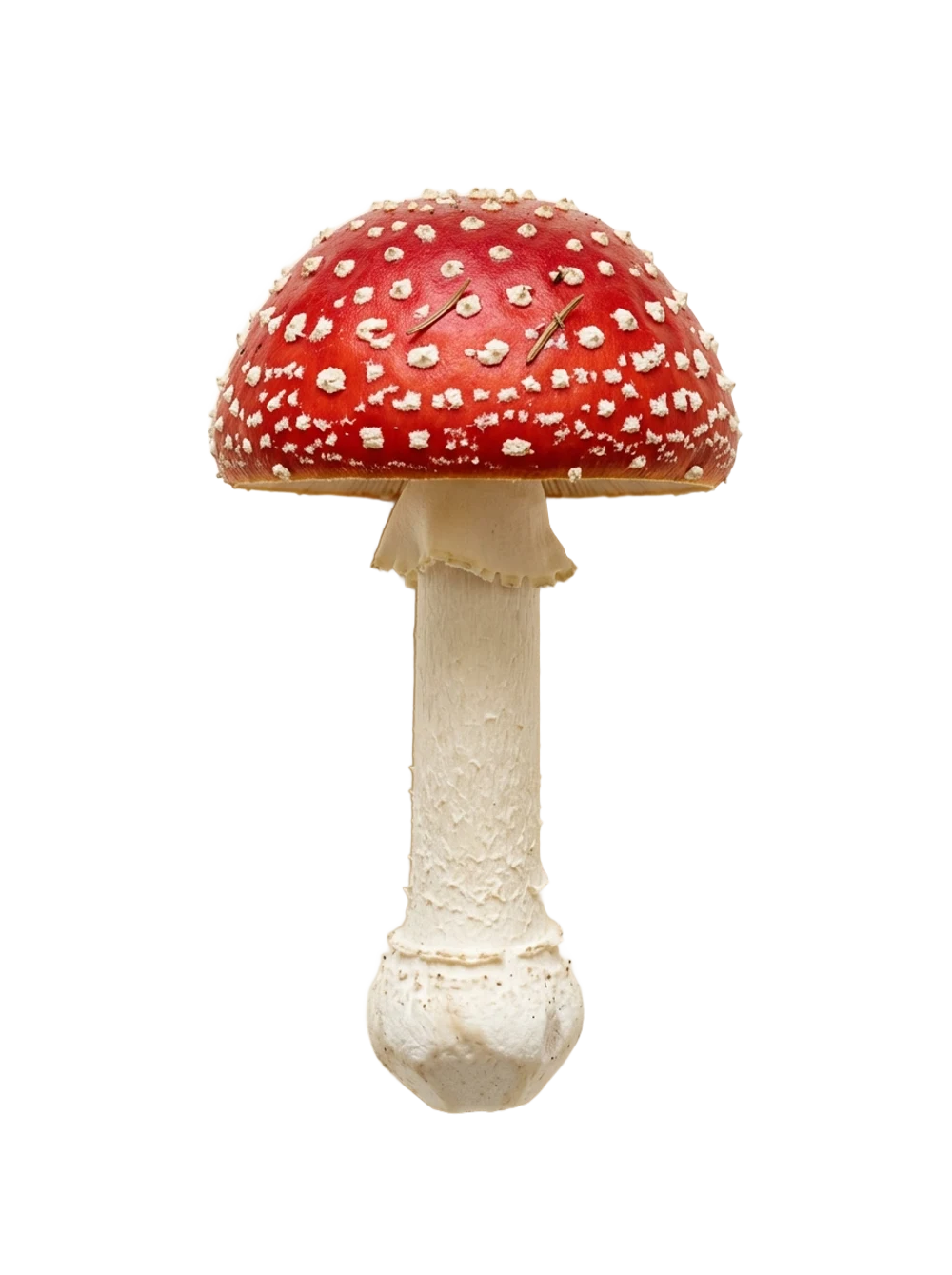 Wild Amanita muscaria (fly agaric) specimen from Canada - scarlet cap with white veil patches, ring and volva