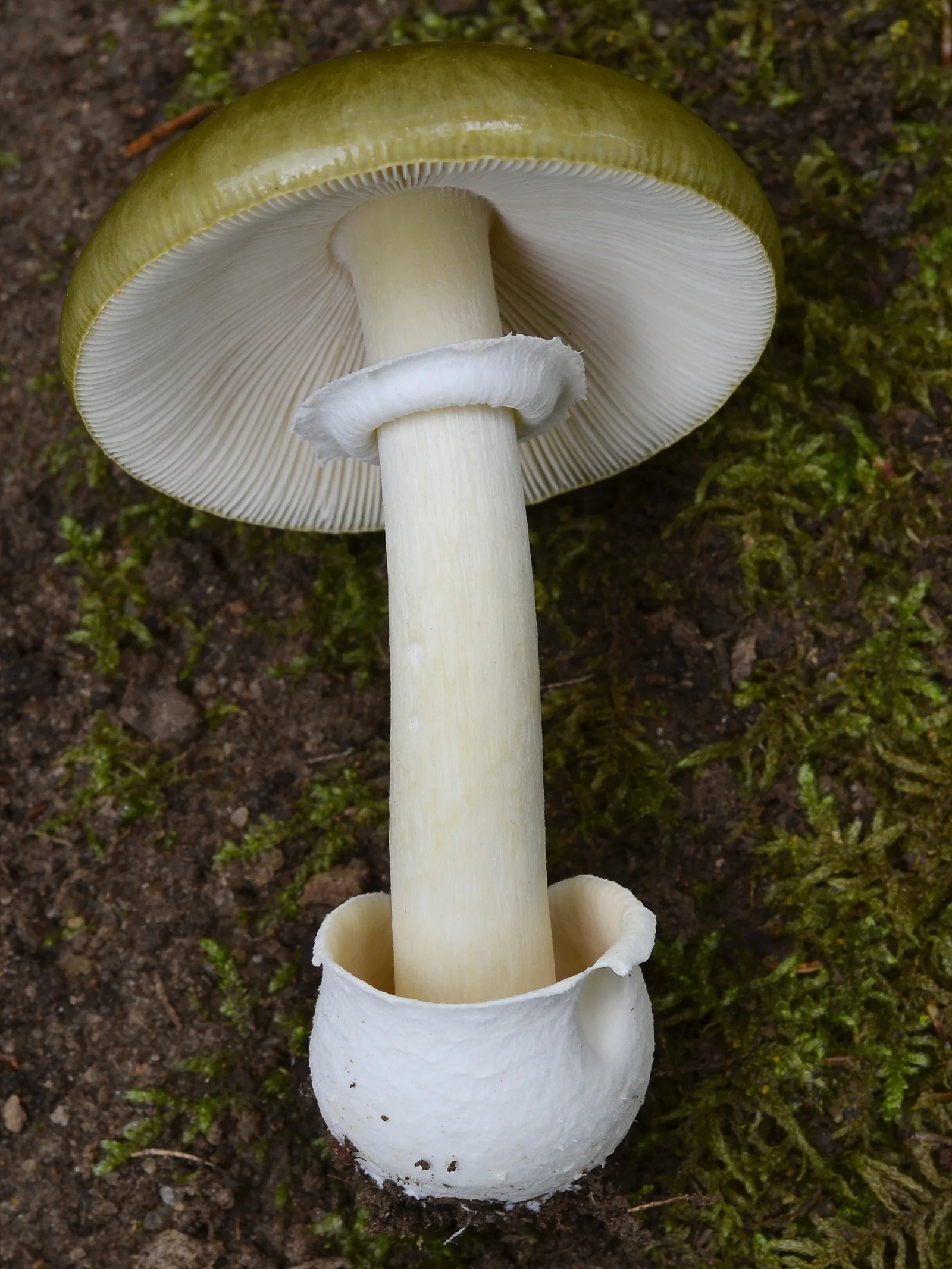 Whole Amanita phalloides death cap specimen showing a smooth olive-green cap and a white sac-like volva at the base