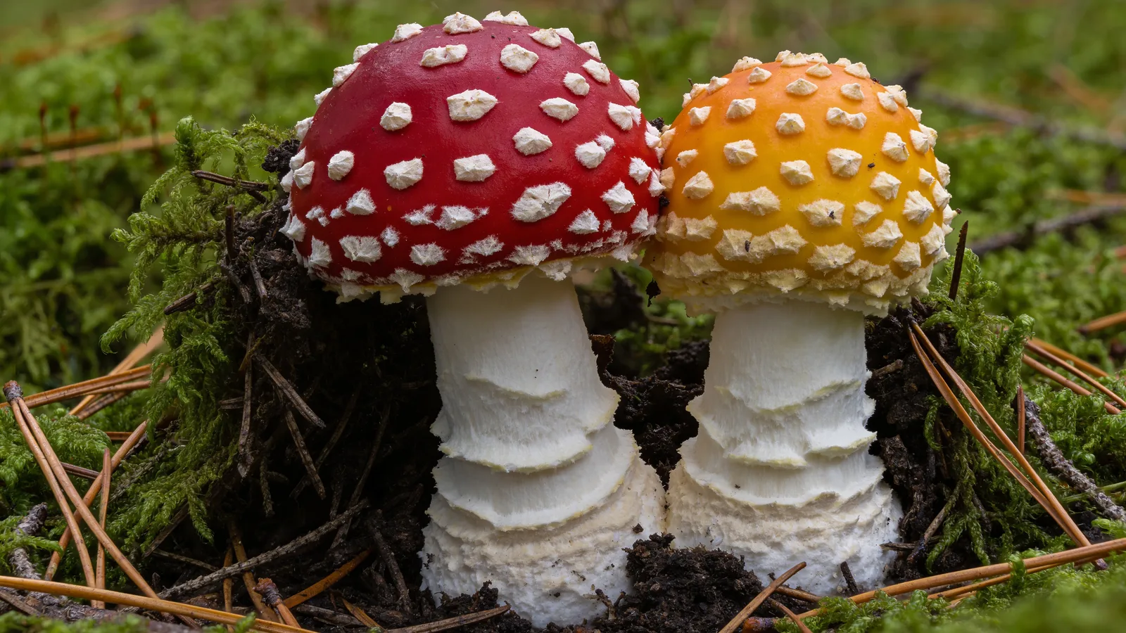 A scarlet-capped and a yellow-orange Amanita muscaria growing side by side, two colour forms of the same fly agaric species